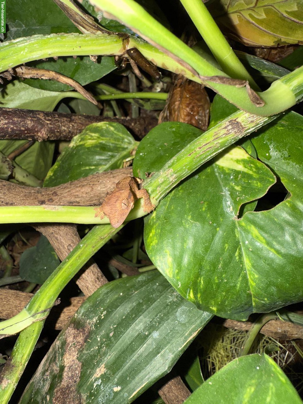 Neukaledonische Kronengeckos (Jungtiere) Correlophus ciliatus