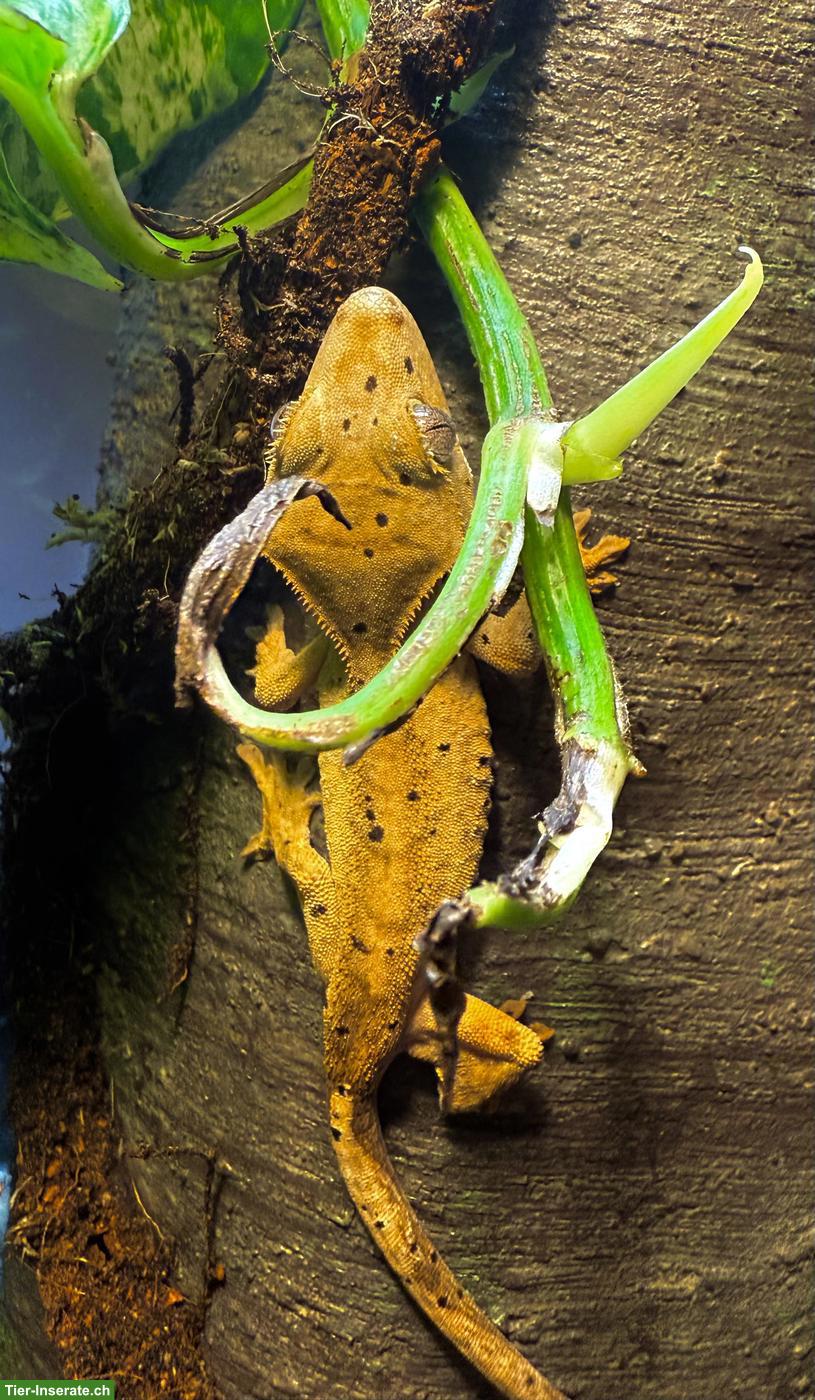 Bild 2: Neukaledonische Kronengeckos (Jungtiere) Correlophus ciliatus