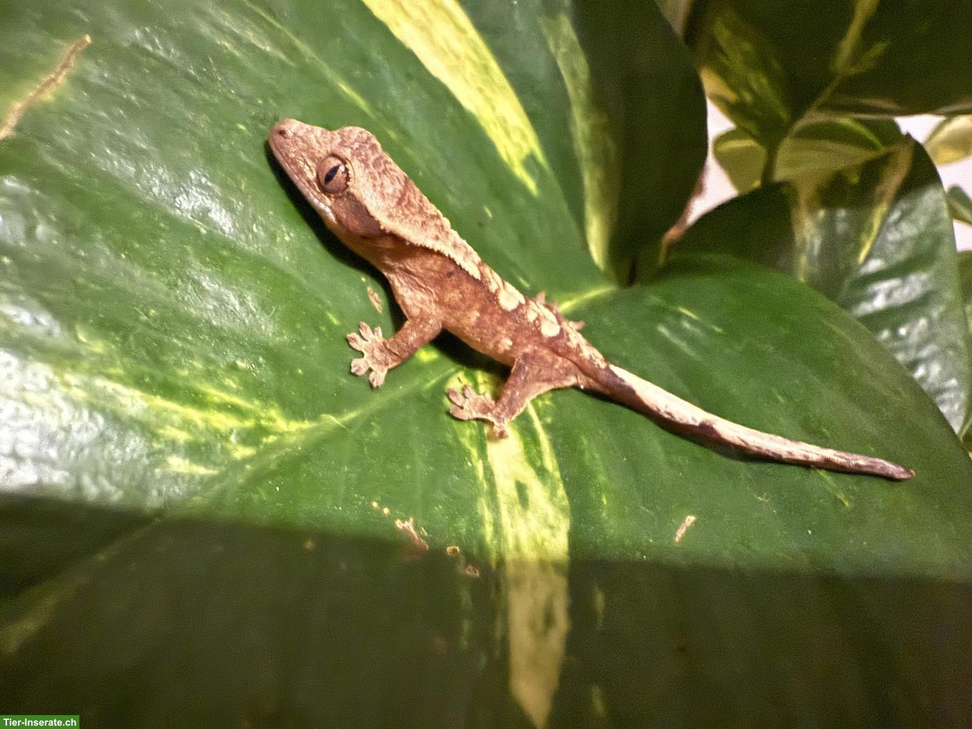 Bild 3: Neukaledonische Kronengeckos (Jungtiere) Correlophus ciliatus