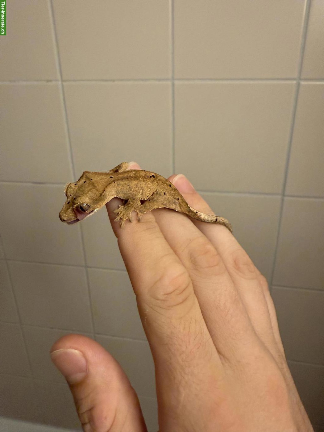 Bild 5: Neukaledonische Kronengeckos (Jungtiere) Correlophus ciliatus