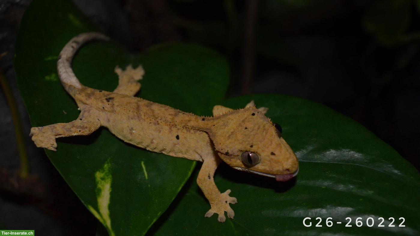 Bild 6: Neukaledonische Kronengeckos (Jungtiere) Correlophus ciliatus