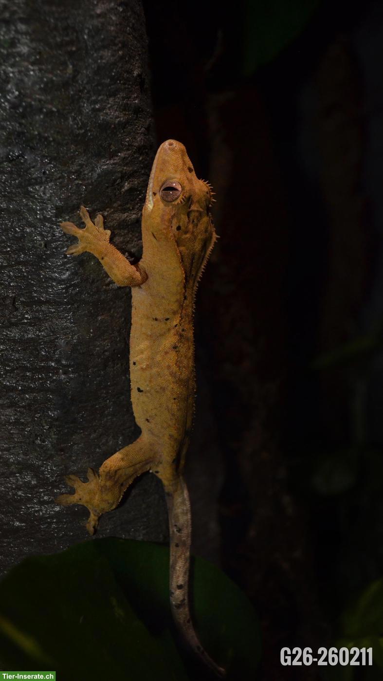 Bild 7: Neukaledonische Kronengeckos (Jungtiere) Correlophus ciliatus