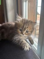 Perser Kitten mit Nase