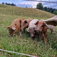 Bio-Jager Duroc/Edelschwein zu verkaufen