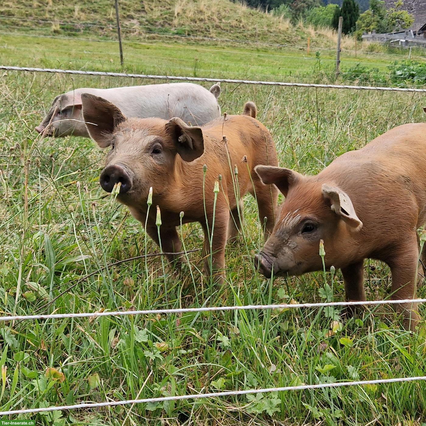 Bild 2: Bio-Jager Duroc/Edelschwein zu verkaufen