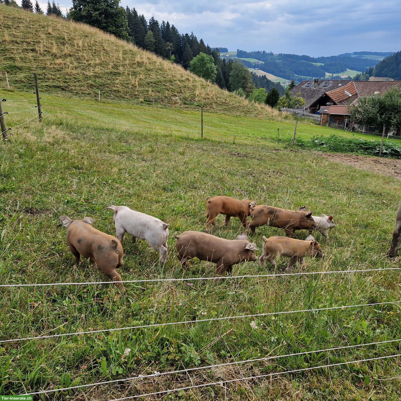 Bild 3: Bio-Jager Duroc/Edelschwein zu verkaufen