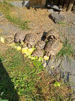 Griechische Landschildkröten gratis abzugeben