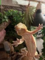 0.2 Neukaledonische Riesengeckos (Rhacodactylus leachianus)