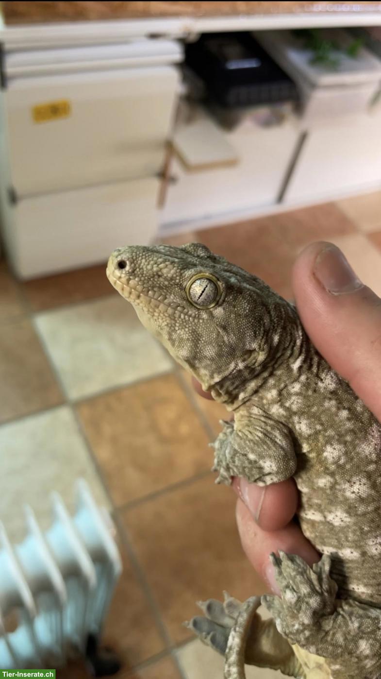 Bild 2: 0.2 Neukaledonische Riesengeckos (Rhacodactylus leachianus)