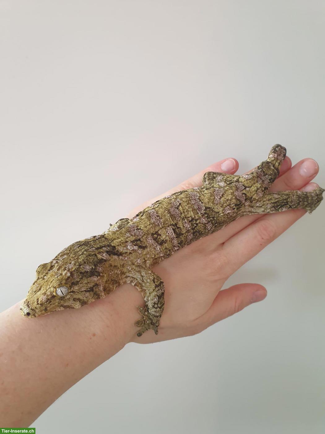 Bild 3: 0.2 Neukaledonische Riesengeckos (Rhacodactylus leachianus)