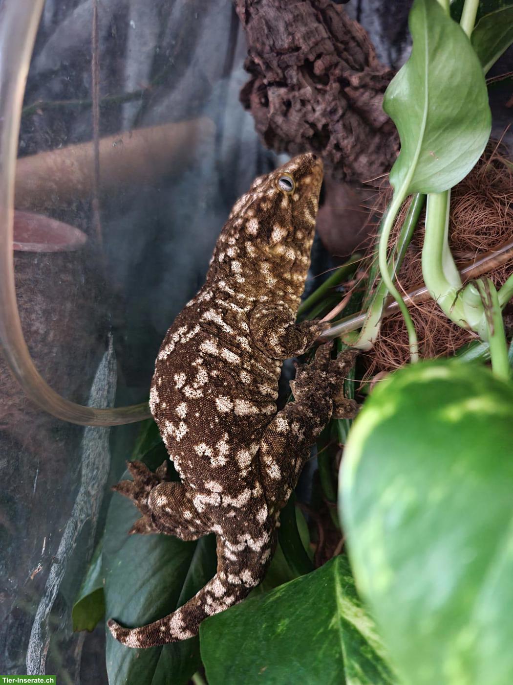 Bild 4: 0.2 Neukaledonische Riesengeckos (Rhacodactylus leachianus)