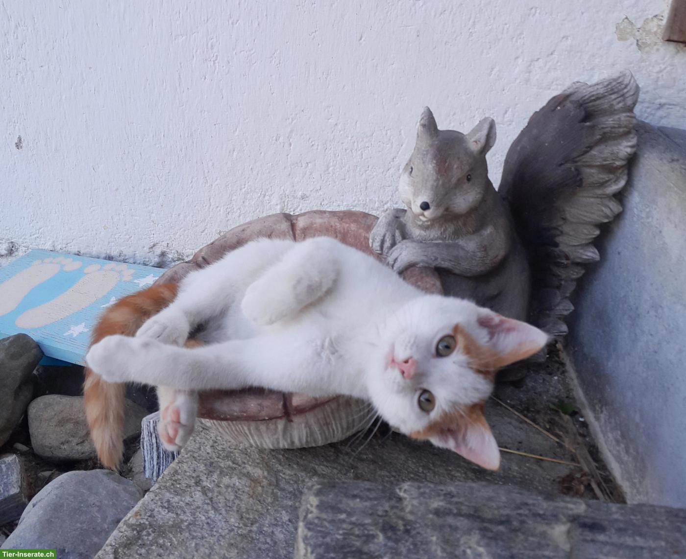 3 junge Kätzchen (Kater) suchen schönes Zuhause