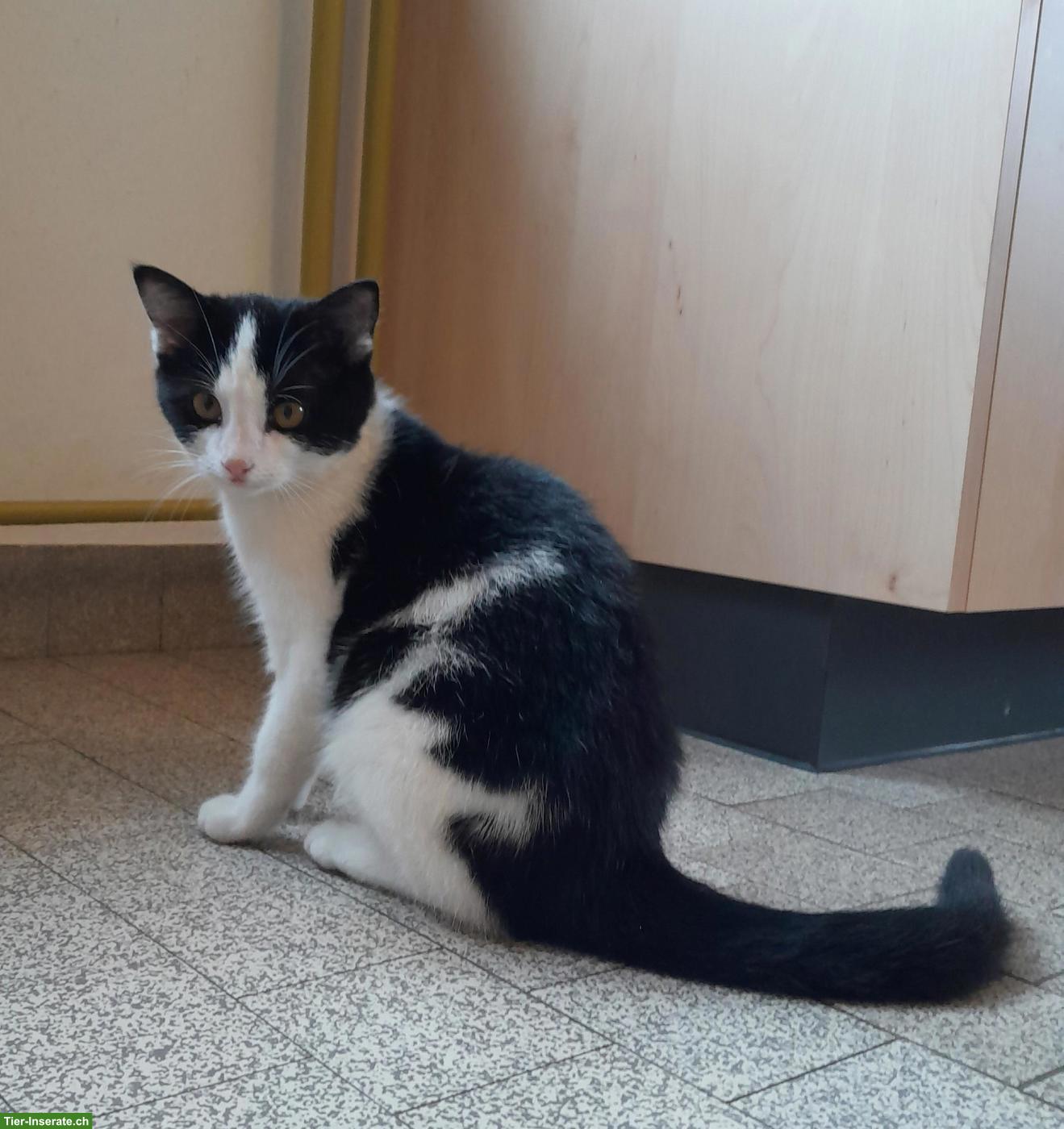 Bild 2: 3 junge Kätzchen (Kater) suchen schönes Zuhause
