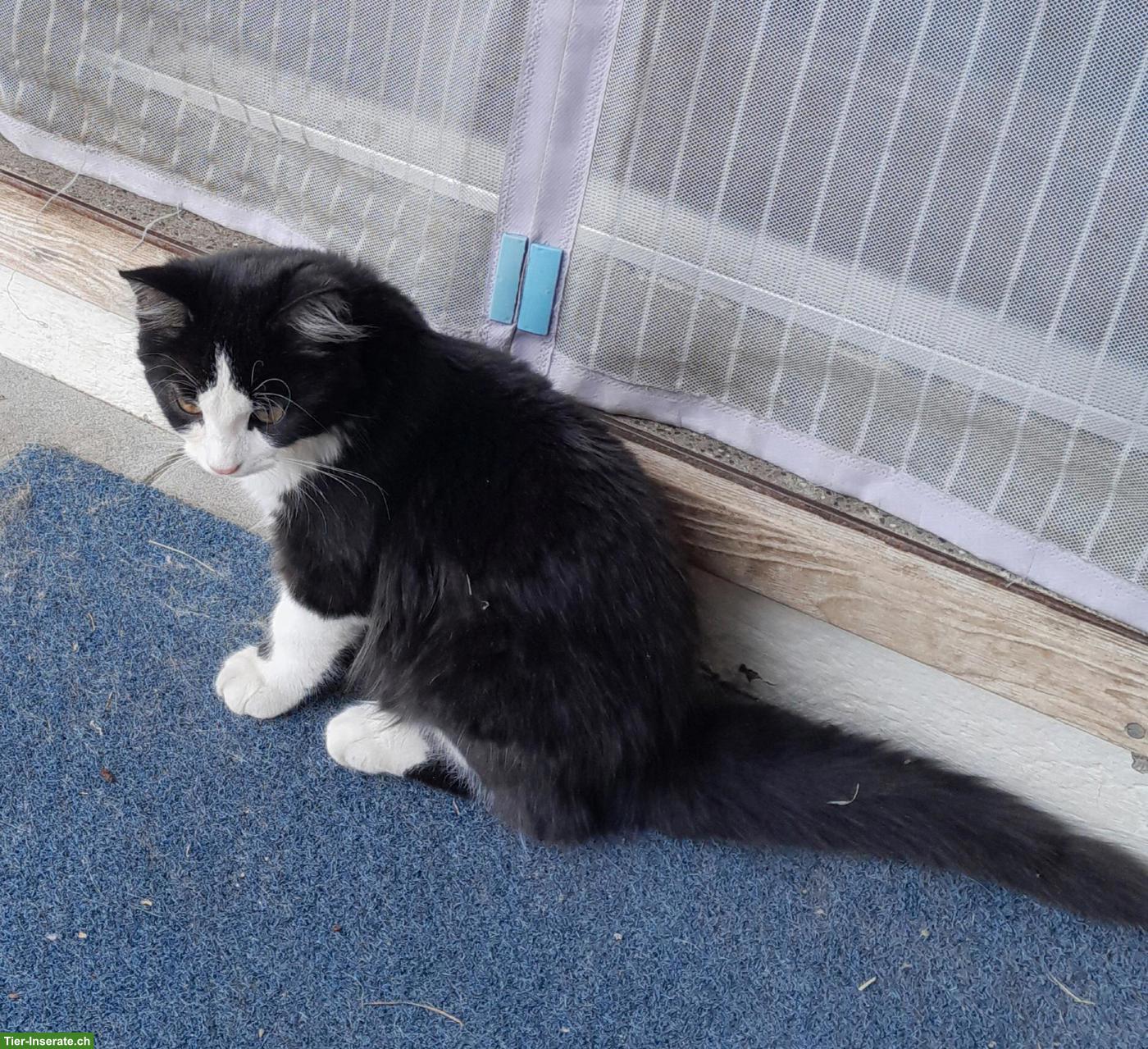 Bild 3: 3 junge Kätzchen (Kater) suchen schönes Zuhause