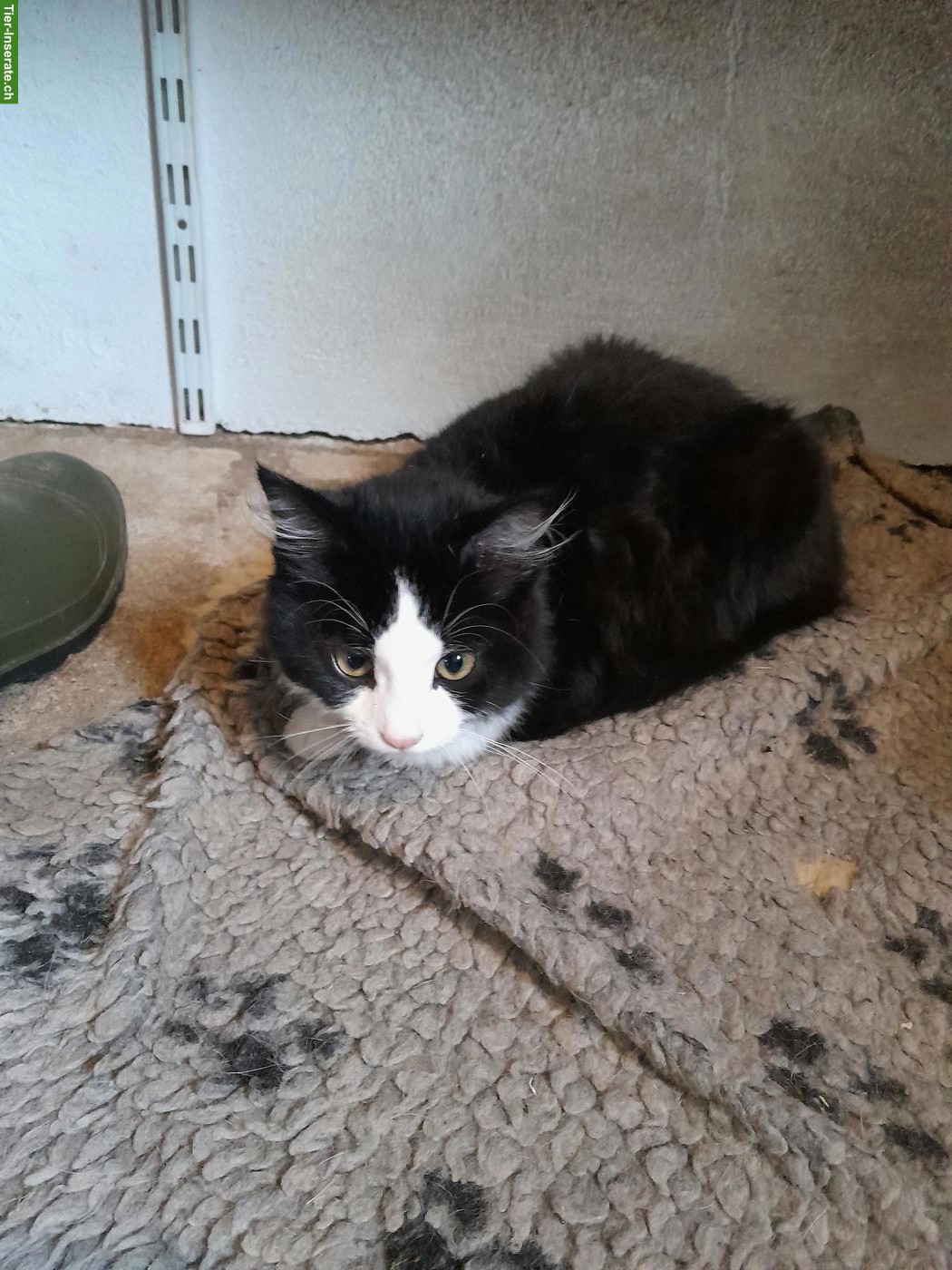 Bild 4: 3 junge Kätzchen (Kater) suchen schönes Zuhause