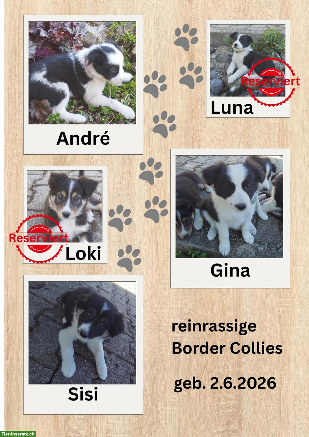 Reinrassige Border Collie Welpen