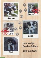 Reinrassige Border Collie Welpen