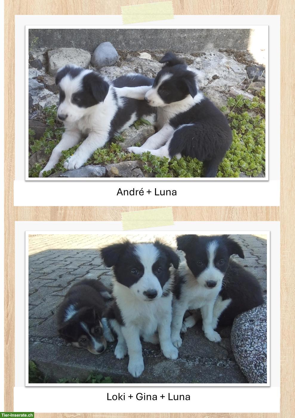 Bild 2: Reinrassige Border Collie Welpen
