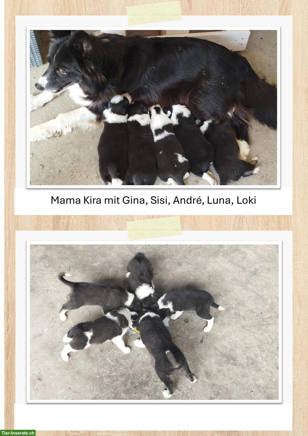 Bild 3: Reinrassige Border Collie Welpen