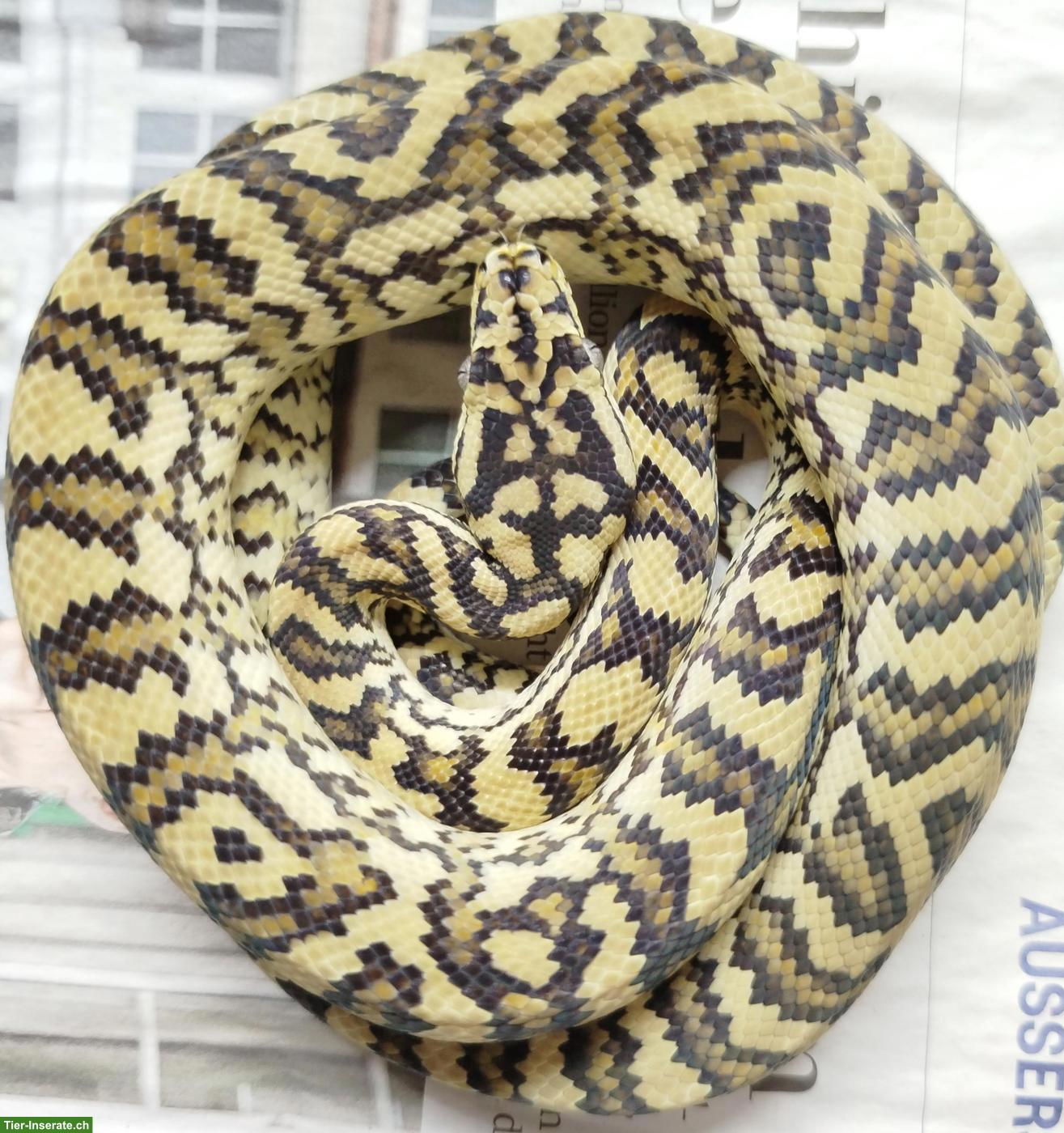 Teppichpython (Morelia spilota) zu verkaufen