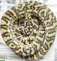 Teppichpython (Morelia spilota) zu verkaufen