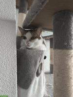2 junge Katzen abzugeben