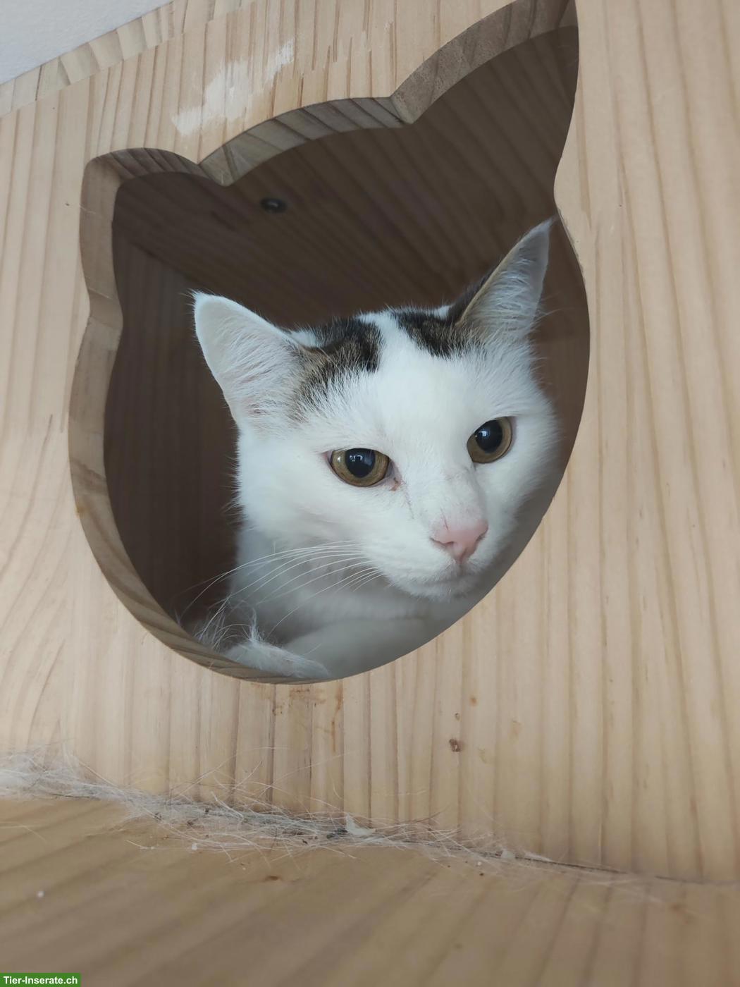 Bild 2: 2 junge Katzen abzugeben