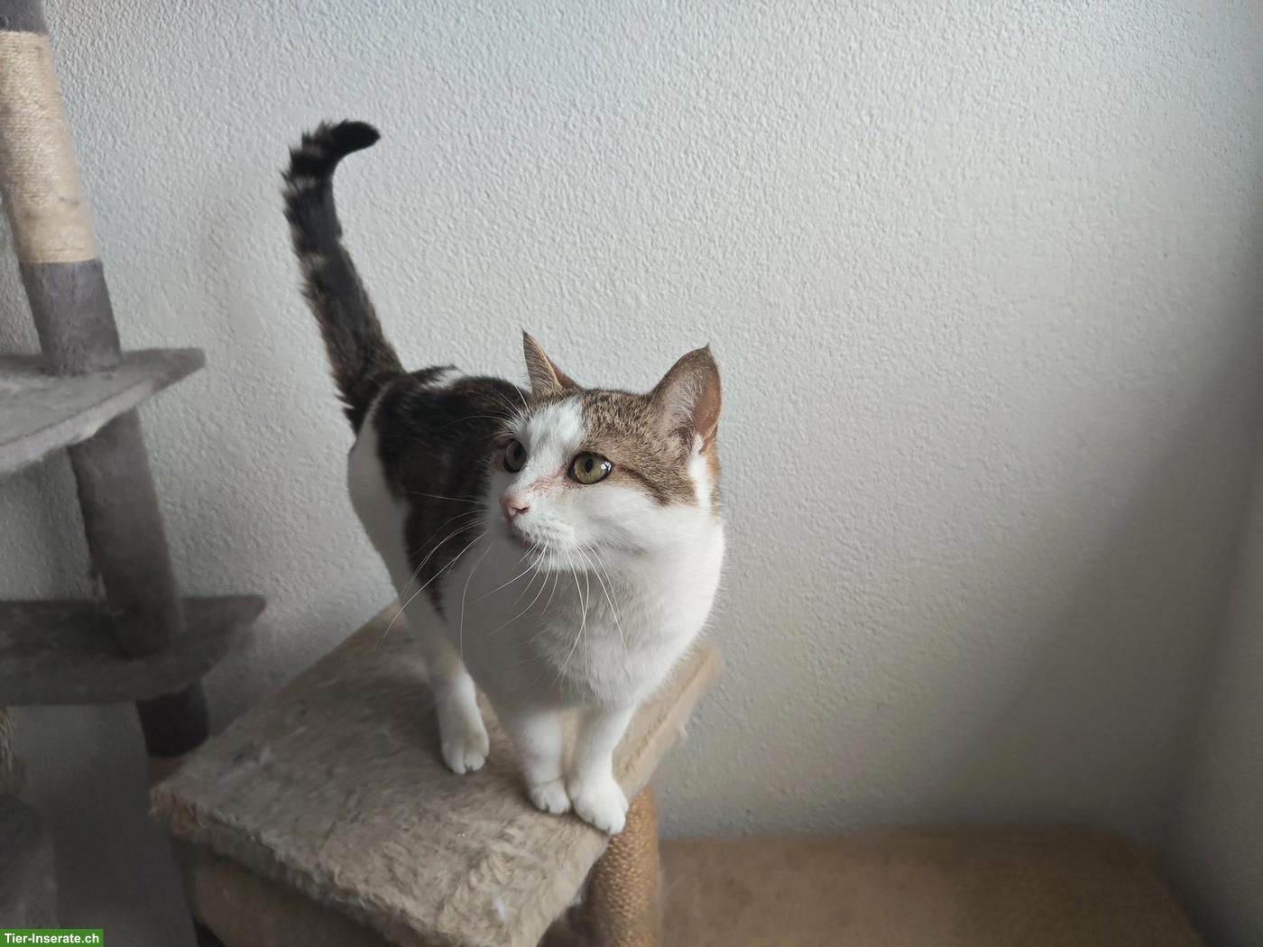Bild 3: 2 junge Katzen abzugeben