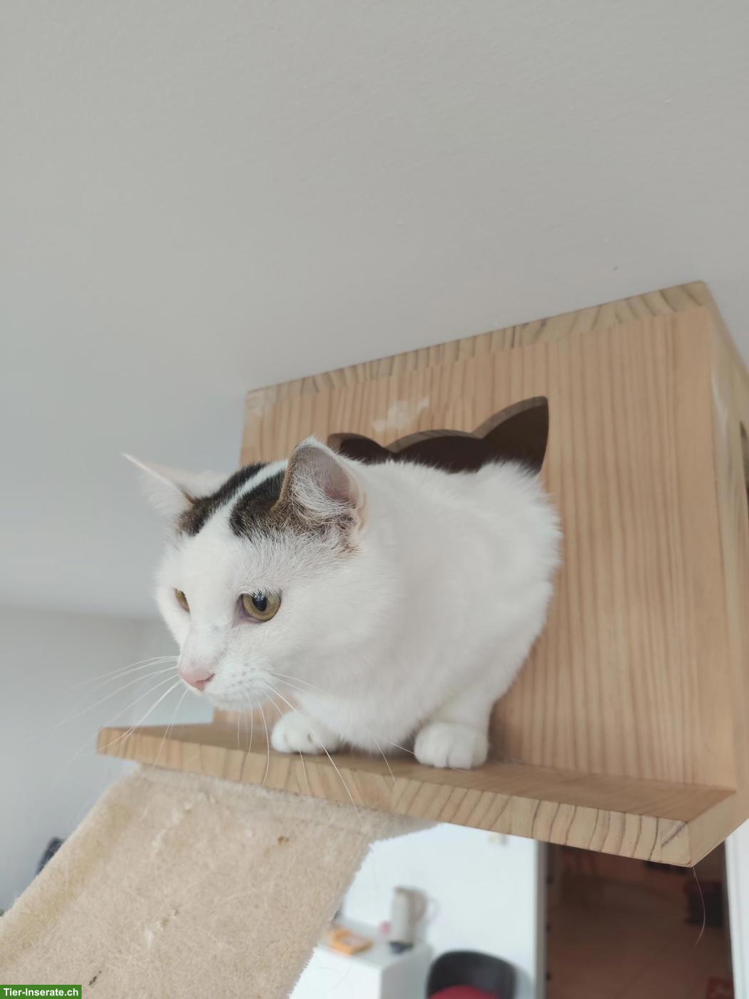 Bild 4: 2 junge Katzen abzugeben