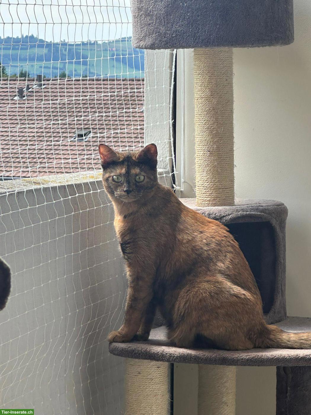 Kurzhaar Mischlingskatze Mew sucht ein liebes Zuhause