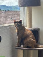 Kurzhaar Mischlingskatze Mew sucht ein liebes Zuhause