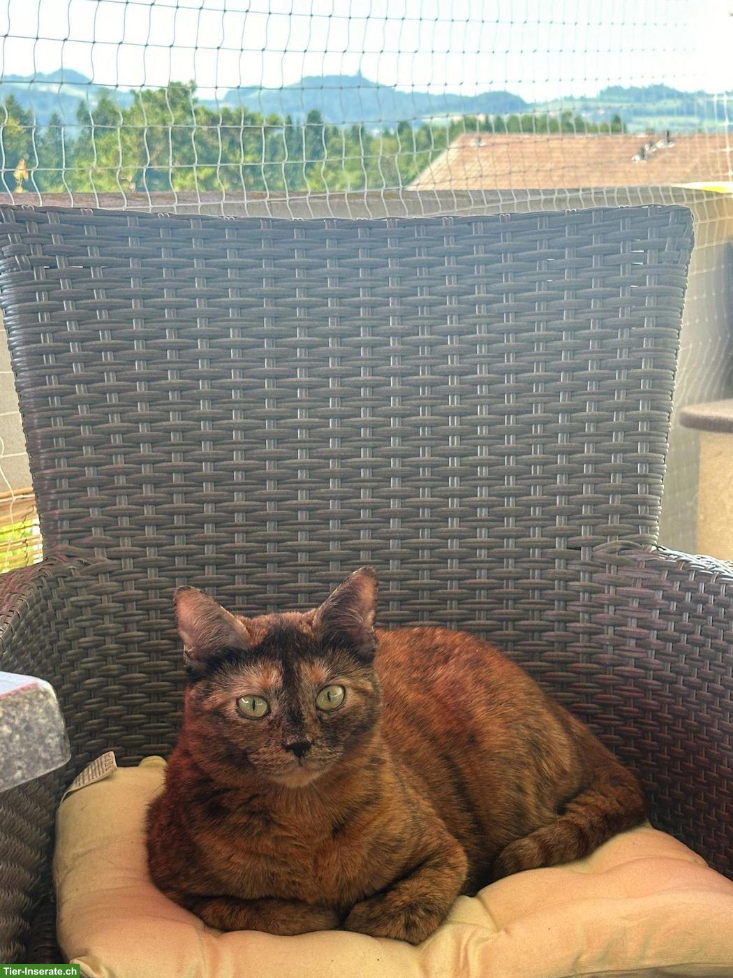 Bild 2: Kurzhaar Mischlingskatze Mew sucht ein liebes Zuhause