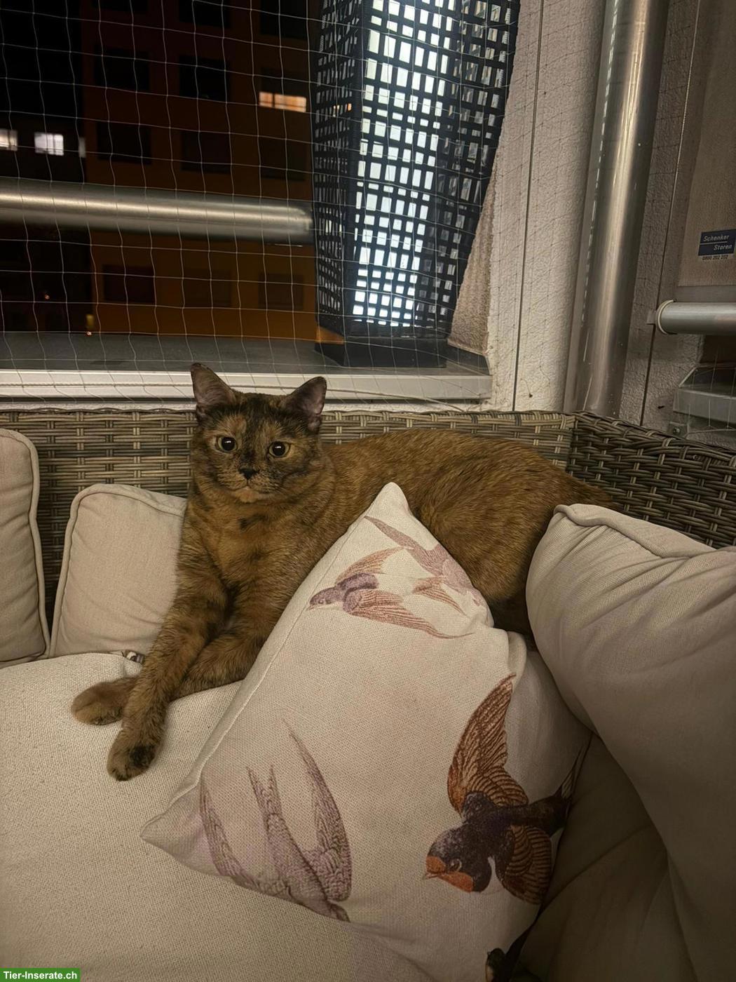 Bild 3: Kurzhaar Mischlingskatze Mew sucht ein liebes Zuhause