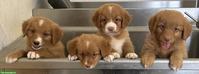 Nova Scotia Duck Tolling Retriever in passende Hände abzugeben