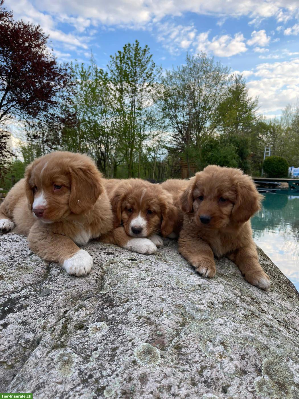 Bild 2: Nova Scotia Duck Tolling Retriever in passende Hände abzugeben