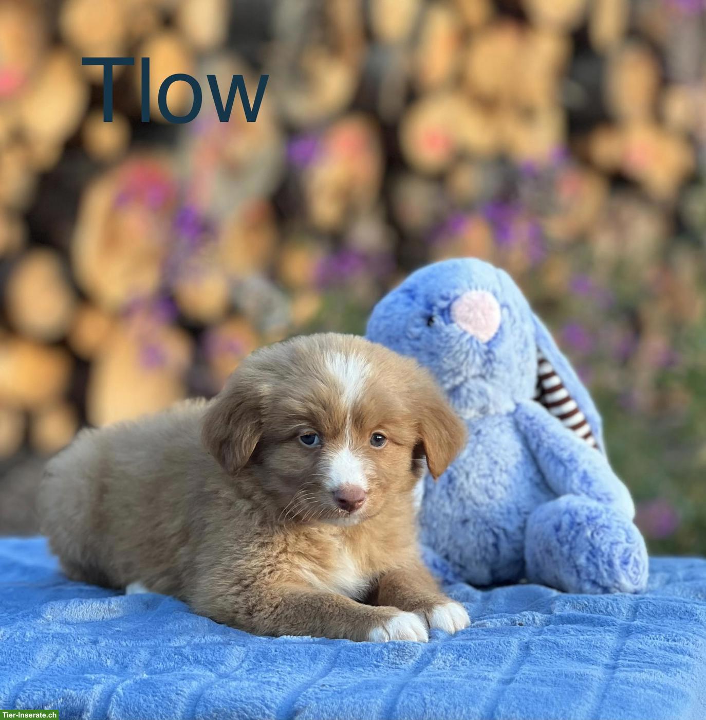 Bild 3: Nova Scotia Duck Tolling Retriever in passende Hände abzugeben