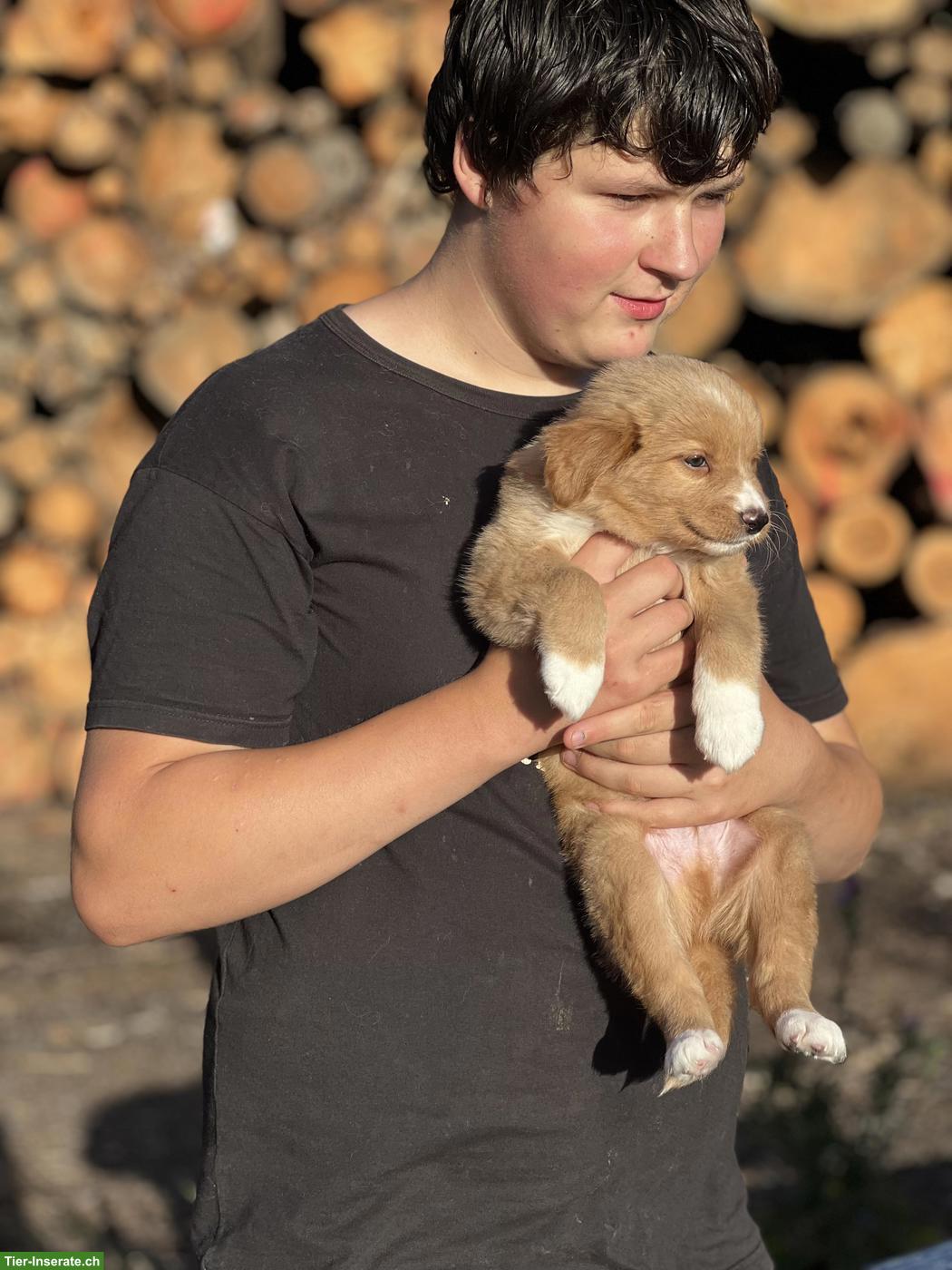 Bild 4: Nova Scotia Duck Tolling Retriever in passende Hände abzugeben