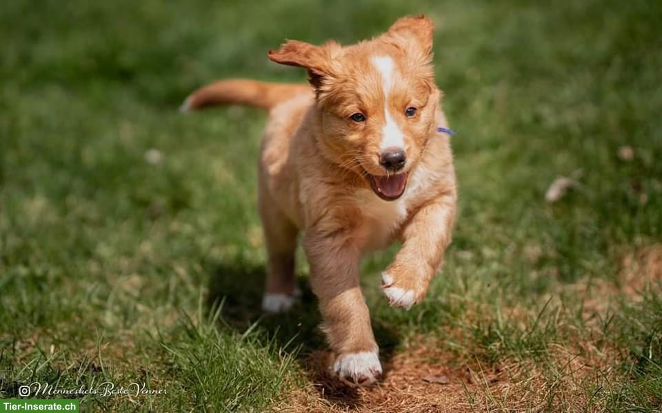 Bild 5: Nova Scotia Duck Tolling Retriever in passende Hände abzugeben