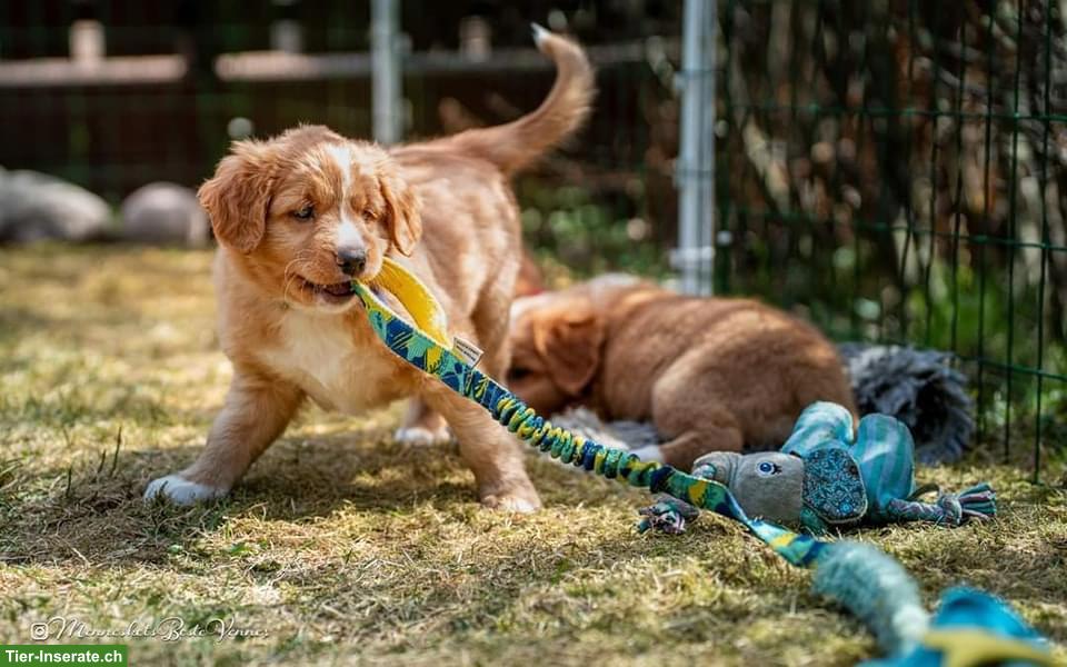 Bild 6: Nova Scotia Duck Tolling Retriever in passende Hände abzugeben