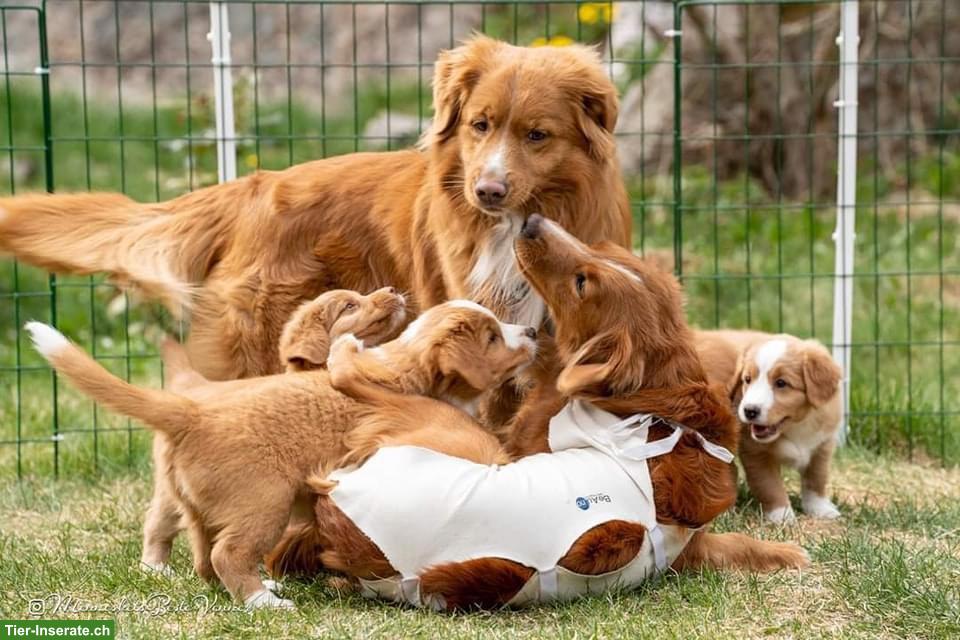 Bild 7: Nova Scotia Duck Tolling Retriever in passende Hände abzugeben