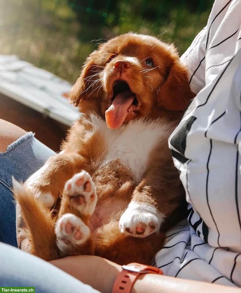 Bild 8: Nova Scotia Duck Tolling Retriever in passende Hände abzugeben