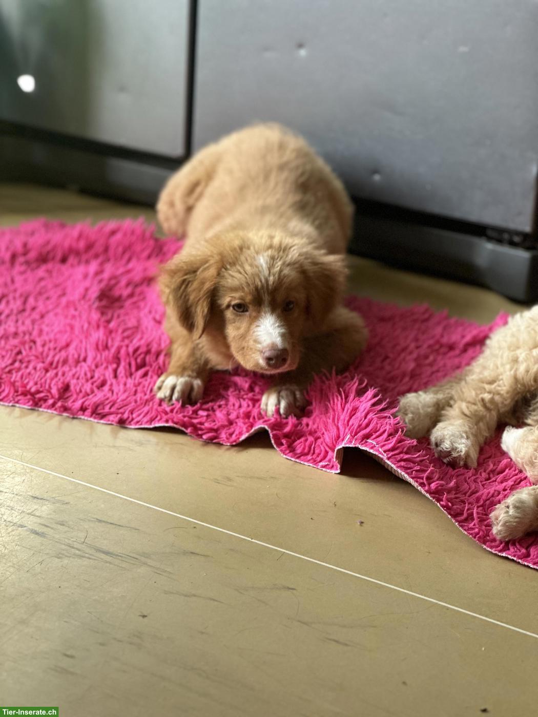 Bild 9: Nova Scotia Duck Tolling Retriever in passende Hände abzugeben