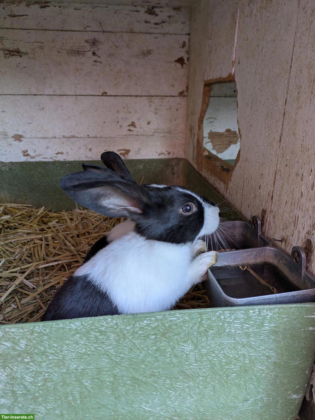 6 Holländer Kaninchen zu verkaufen
