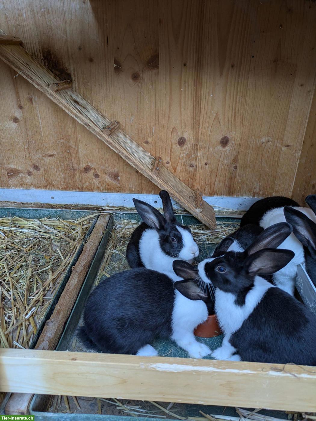 Bild 3: 6 Holländer Kaninchen zu verkaufen