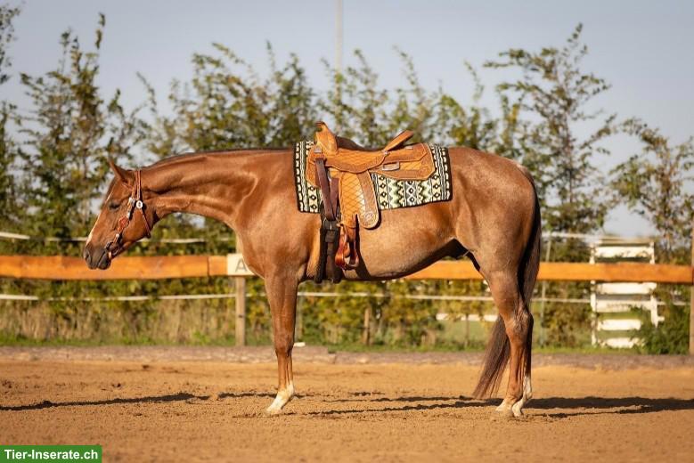 American Quarter Horse - GQH LASTAWESOMEREBEL