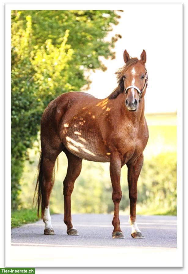 Bild 2: American Quarter Horse - GQH LASTAWESOMEREBEL