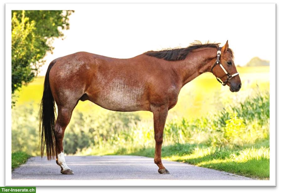 Bild 3: American Quarter Horse - GQH LASTAWESOMEREBEL