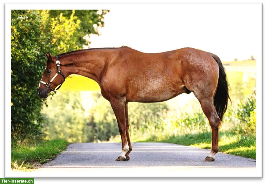 Bild 4: American Quarter Horse - GQH LASTAWESOMEREBEL