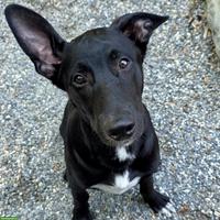 Coated Xoloitzcuintle Welpe "Denai" sucht seine Herzensmenschen