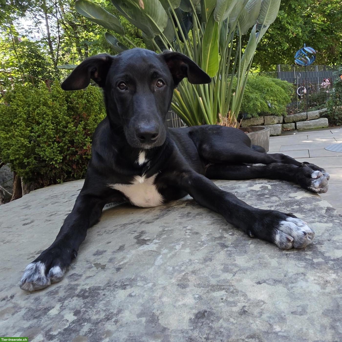 Bild 2: Coated Xoloitzcuintle Welpe "Denai" sucht seine Herzensmenschen